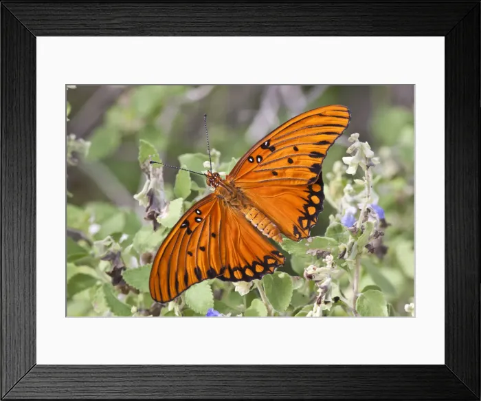 Framed Print : DDE-90039372 Framed Print : DDE-90039372