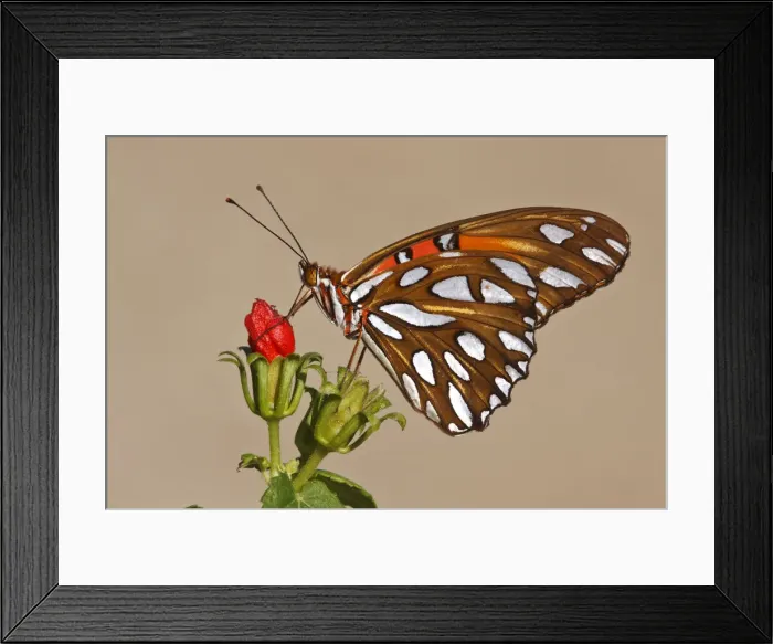 Framed Print : DDE-90039373 Framed Print : DDE-90039373