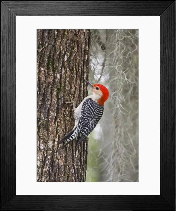 Framed Print : DDE-90039371 Framed Print : DDE-90039371