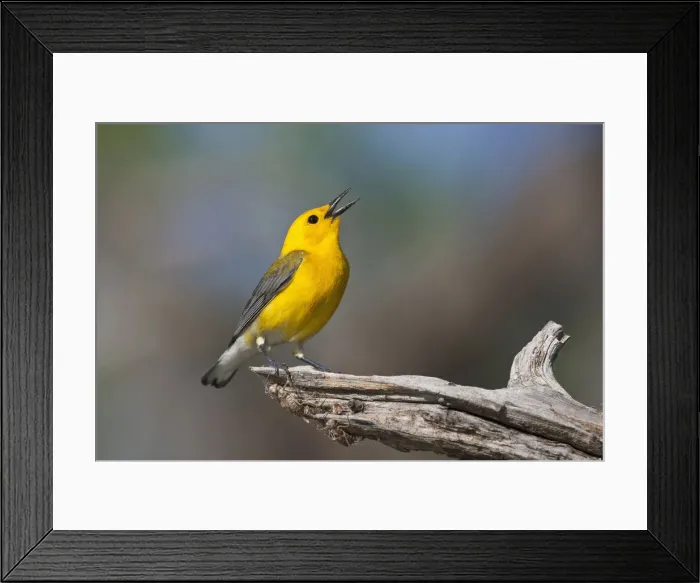 Framed Print : DDE-90039376 Framed Print : DDE-90039376