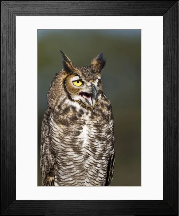 Framed Print : DDE-90039375 Framed Print : DDE-90039375