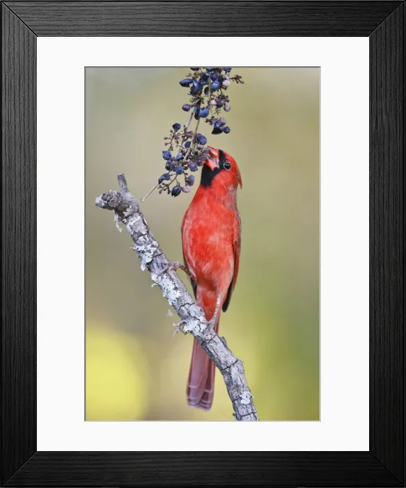 Framed Print : DDE-90039378 Framed Print : DDE-90039378