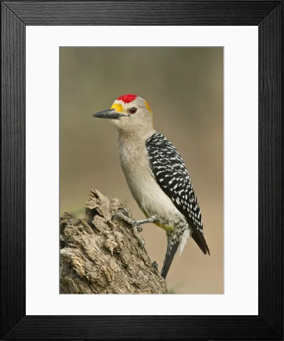 Framed Print : DDE-90039377 Framed Print : DDE-90039377