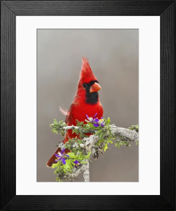 Framed Print : DDE-90039380 Framed Print : DDE-90039380