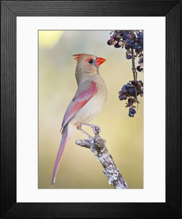 Framed Print : DDE-90039381 Framed Print : DDE-90039381