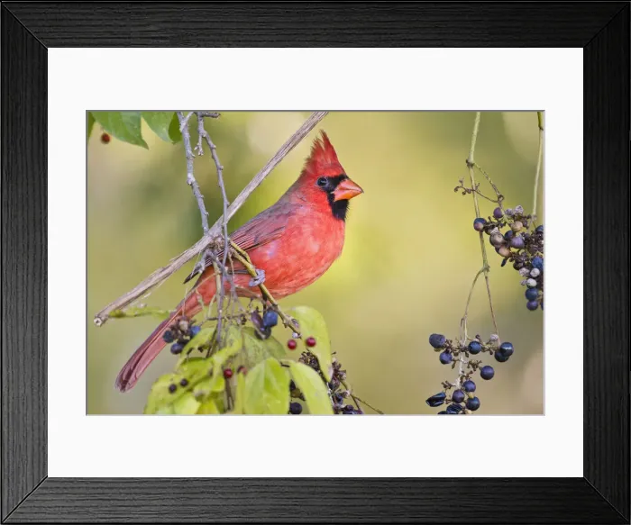 Framed Print : DDE-90039379 Framed Print : DDE-90039379