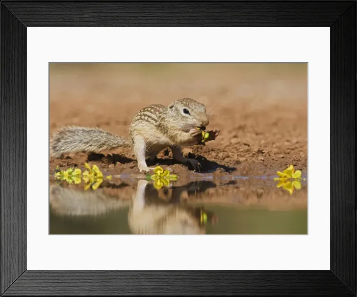 Framed Print : DDE-90039383 Framed Print : DDE-90039383