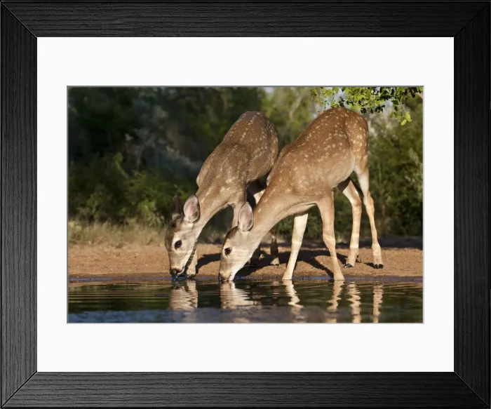 Framed Print : DDE-90039384 Framed Print : DDE-90039384