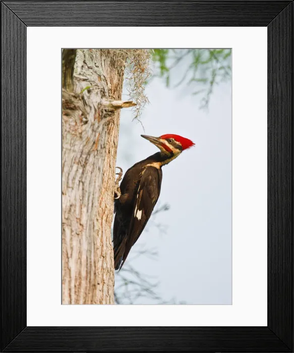 Framed Print : DDE-90039385 Framed Print : DDE-90039385