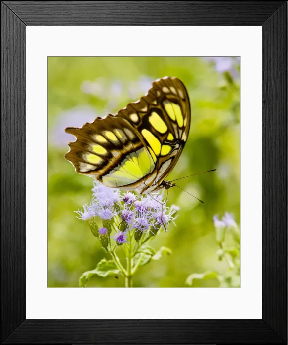 Framed Print : DDE-90039386 Framed Print : DDE-90039386