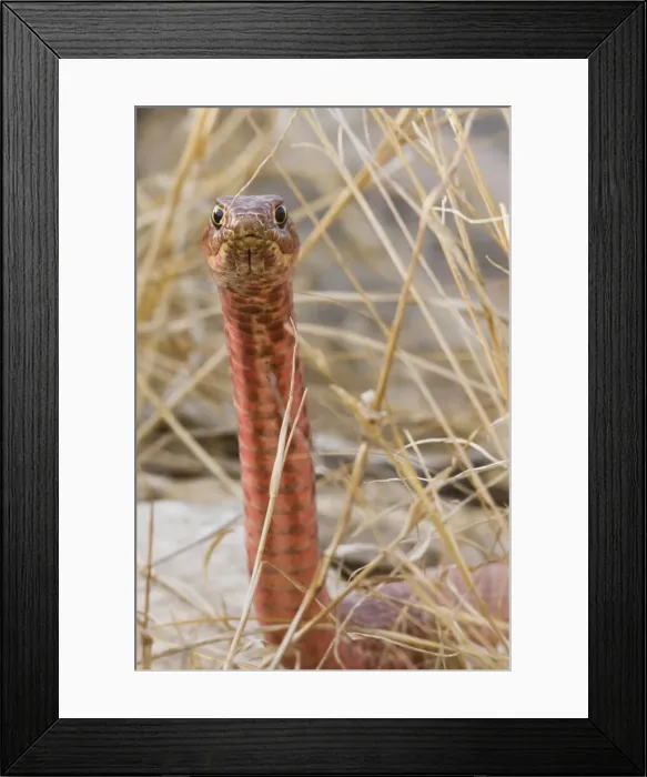 Framed Print : DDE-90039382 Framed Print : DDE-90039382