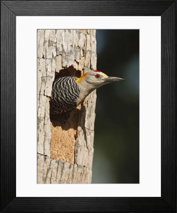 Framed Print : DDE-90039387 Framed Print : DDE-90039387