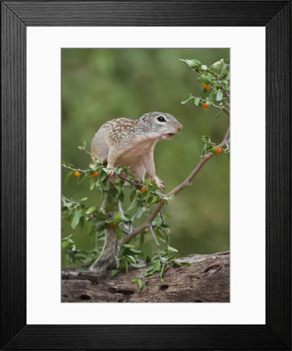 Framed Print : DDE-90039389 Framed Print : DDE-90039389