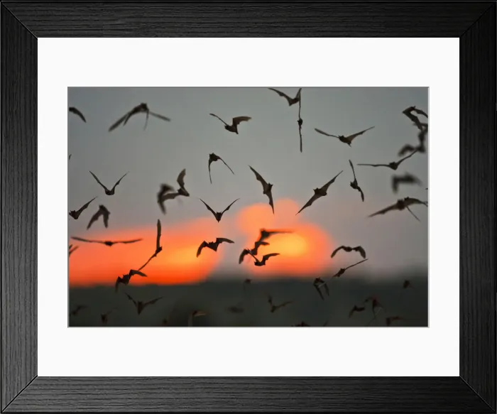 Framed Print : DDE-90039390 Framed Print : DDE-90039390