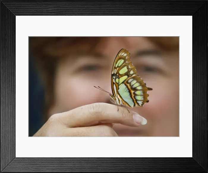 Framed Print : DDE-90039391 Framed Print : DDE-90039391