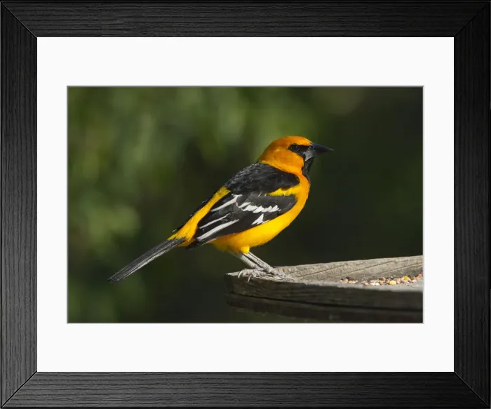 Framed Print : DDE-90039392 Framed Print : DDE-90039392