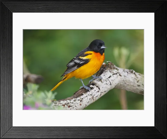 Framed Print : DDE-90039393 Framed Print : DDE-90039393