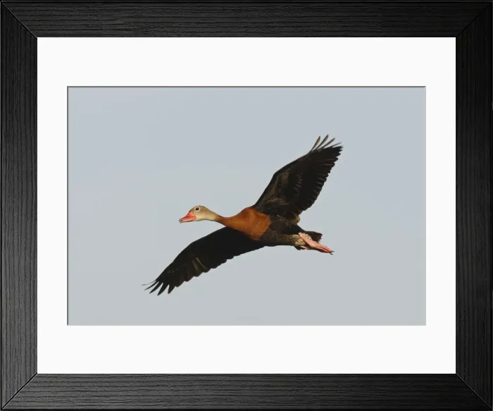 Framed Print : DDE-90039394 Framed Print : DDE-90039394
