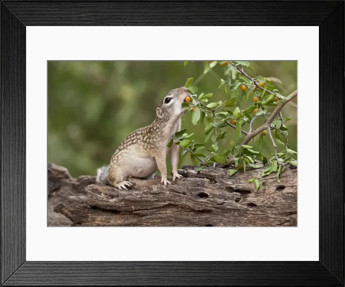 Framed Print : DDE-90039388 Framed Print : DDE-90039388