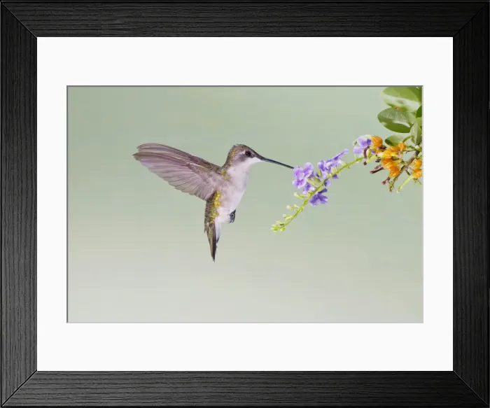Framed Print : DDE-90039396 Framed Print : DDE-90039396