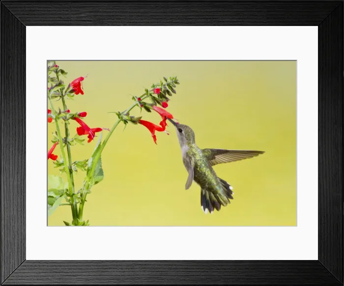 Framed Print : DDE-90039397 Framed Print : DDE-90039397
