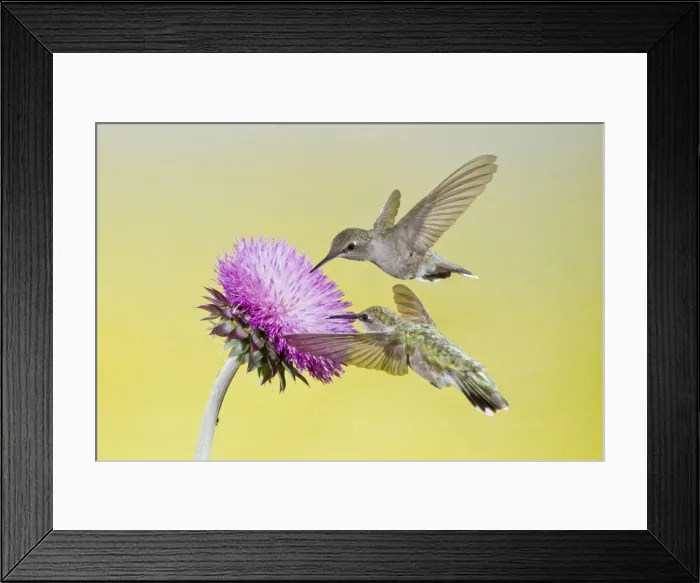 Framed Print : DDE-90039398 Framed Print : DDE-90039398