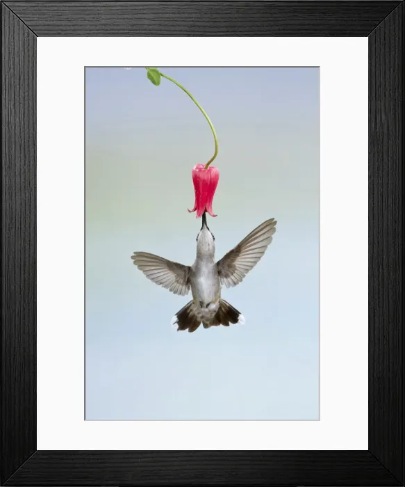 Framed Print : DDE-90039399 Framed Print : DDE-90039399