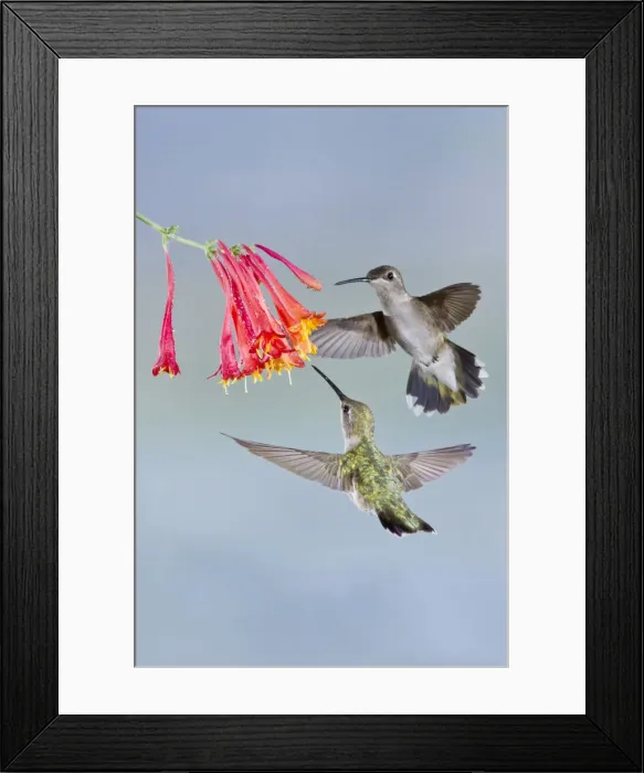 Framed Print : DDE-90039400 Framed Print : DDE-90039400