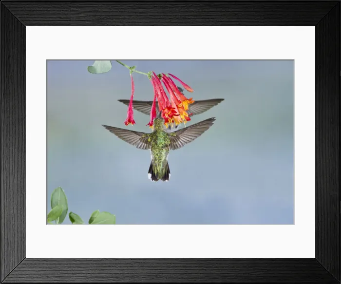 Framed Print : DDE-90039401 Framed Print : DDE-90039401