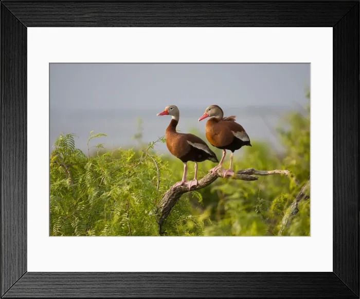 Framed Print : DDE-90039395
