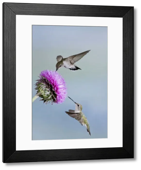 Framed Print : DDE-90039402 Framed Print : DDE-90039402
