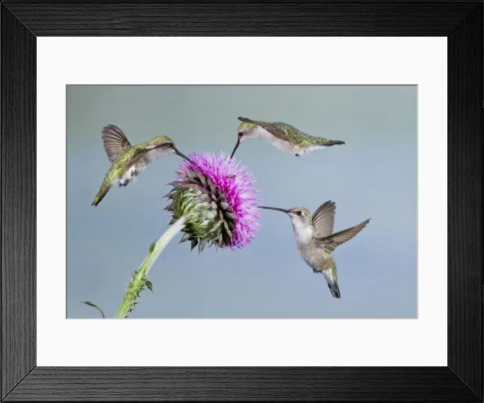 Framed Print : DDE-90039403 Framed Print : DDE-90039403
