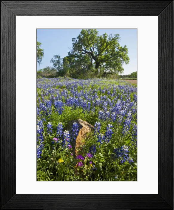 Framed Print : DDE-90039404 Framed Print : DDE-90039404