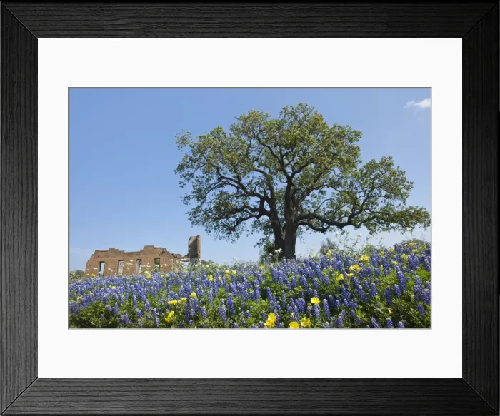 Framed Print : DDE-90039405 Framed Print : DDE-90039405
