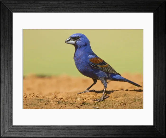 Framed Print : DDE-90039408 Framed Print : DDE-90039408