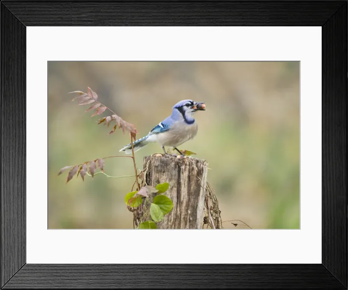 Framed Print : DDE-90039409