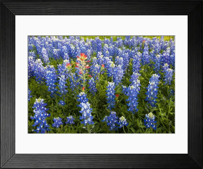 Framed Print : DDE-90039407 Framed Print : DDE-90039407