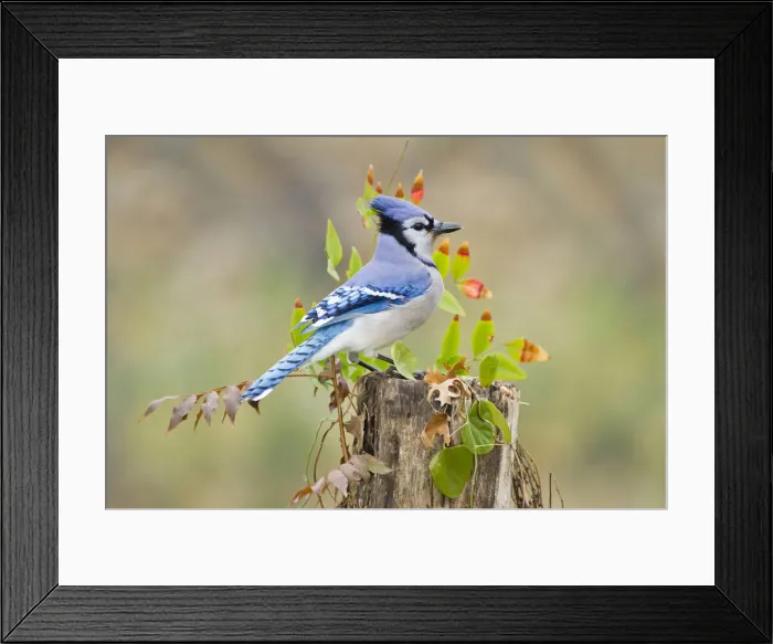 Framed Print : DDE-90039411 Framed Print : DDE-90039411