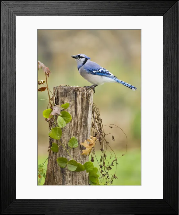 Framed Print : DDE-90039410 Framed Print : DDE-90039410