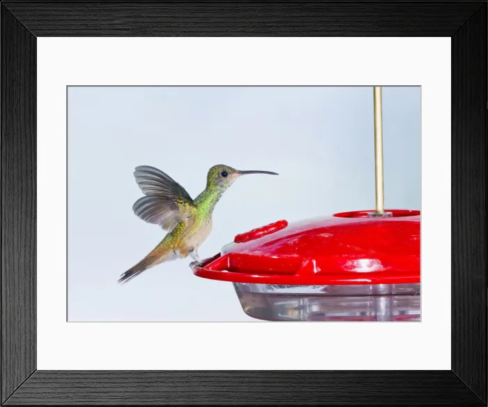 Framed Print : DDE-90039415 Framed Print : DDE-90039415