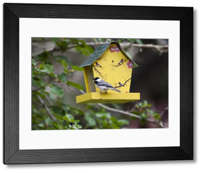 Framed Print : DDE-90039416 Framed Print : DDE-90039416
