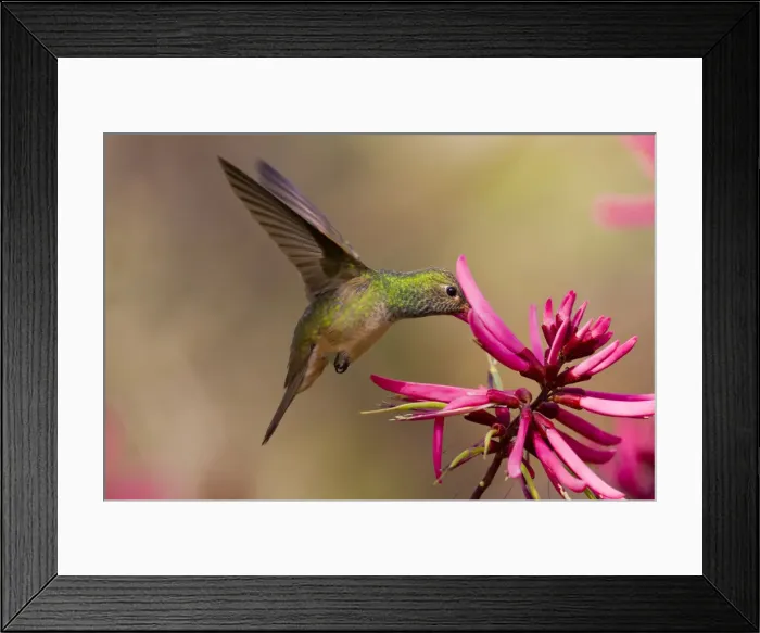Framed Print : DDE-90039414 Framed Print : DDE-90039414