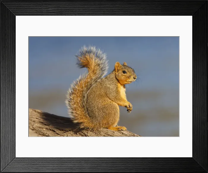 Framed Print : DDE-90039418 Framed Print : DDE-90039418