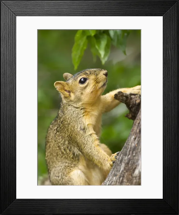 Framed Print : DDE-90039419