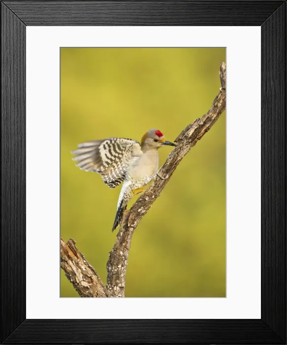 Framed Print : DDE-90039420 Framed Print : DDE-90039420