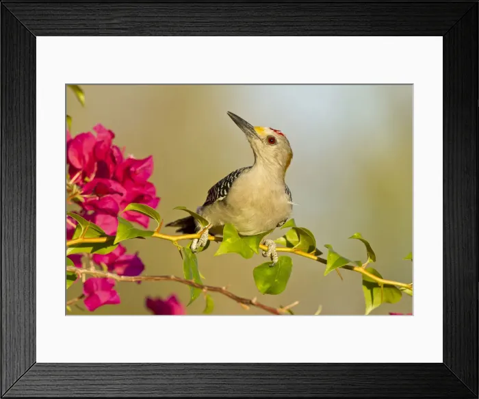 Framed Print : DDE-90039421 Framed Print : DDE-90039421
