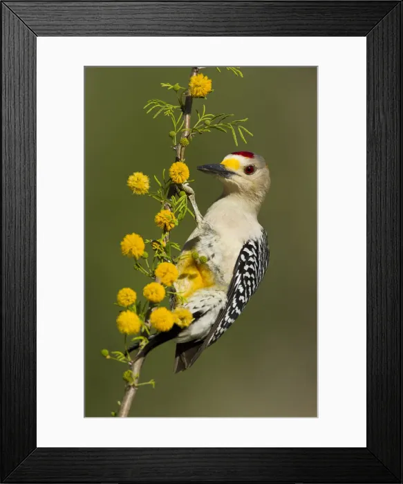 Framed Print : DDE-90039422