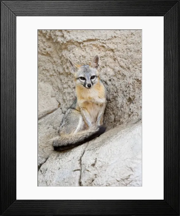 Framed Print : DDE-90039424 Framed Print : DDE-90039424