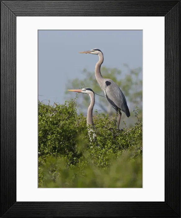 Framed Print : DDE-90039425 Framed Print : DDE-90039425