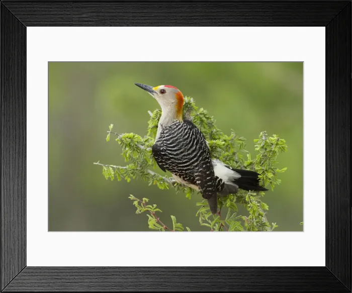 Framed Print : DDE-90039423 Framed Print : DDE-90039423